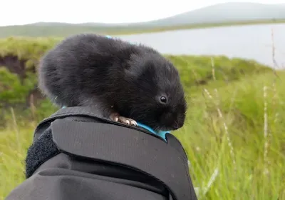 water vole edna dna barcode sampling scotland environment ecology conservation